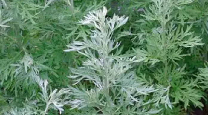 नाम्योबाक