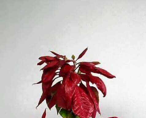 लाल्पति फुंग