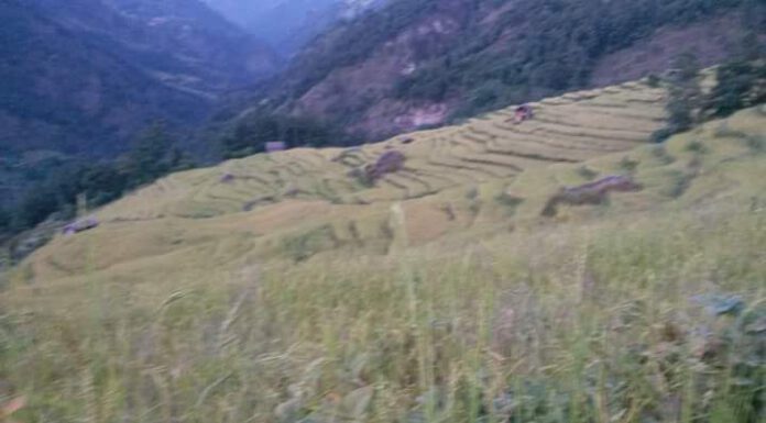 ताप्लेजुंग सिरिजंग गाउपालिका सिकैचा -३ ओसे आफ्नु जन्म स्थान गाउ बेसि