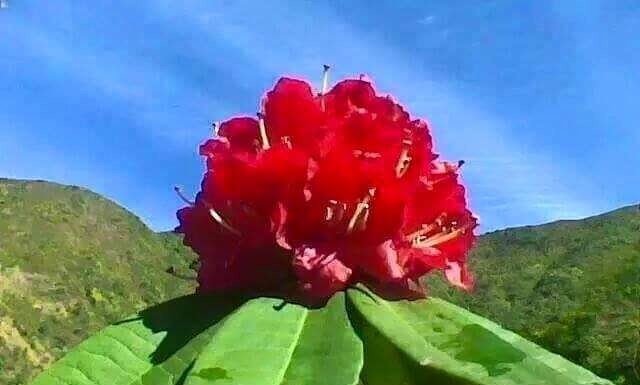 थोक्फेक्ला फूंग