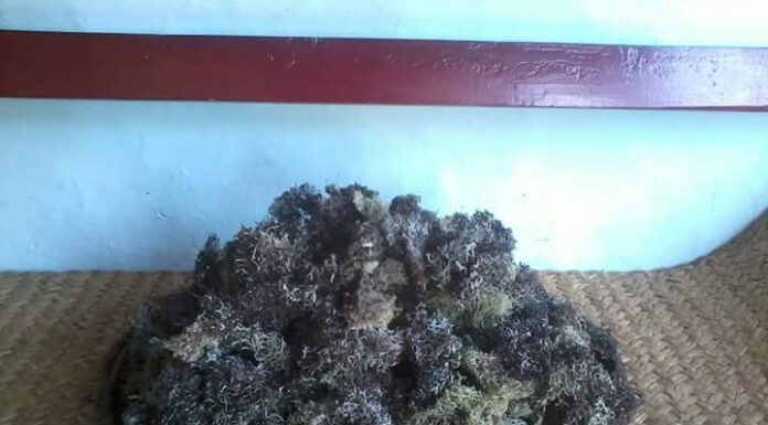 (यांगबेन) झेउ