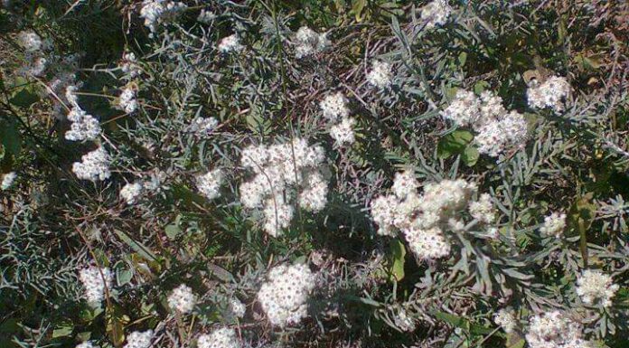 पुक्की फुंग