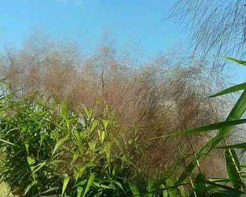 अम्लिसो (सेल्लो)