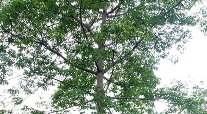 सिम्बोल को रुख (तेङ्गगो सिङ्ग)